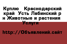 Куплю - Краснодарский край, Усть-Лабинский р-н Животные и растения » Услуги   